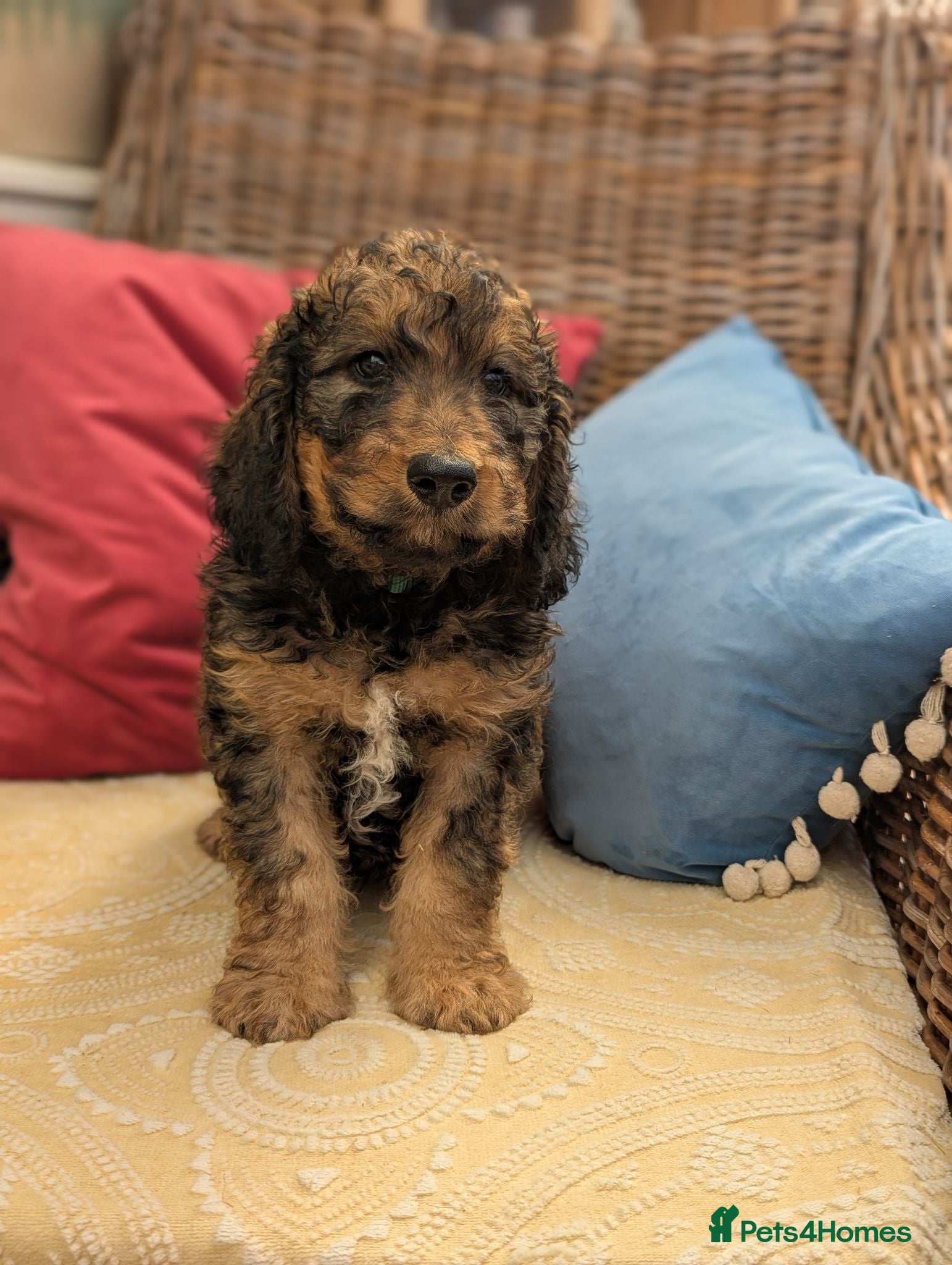 Cockapoo dogs F1 Standard Cocker Poodle Puppies  - Advert 2