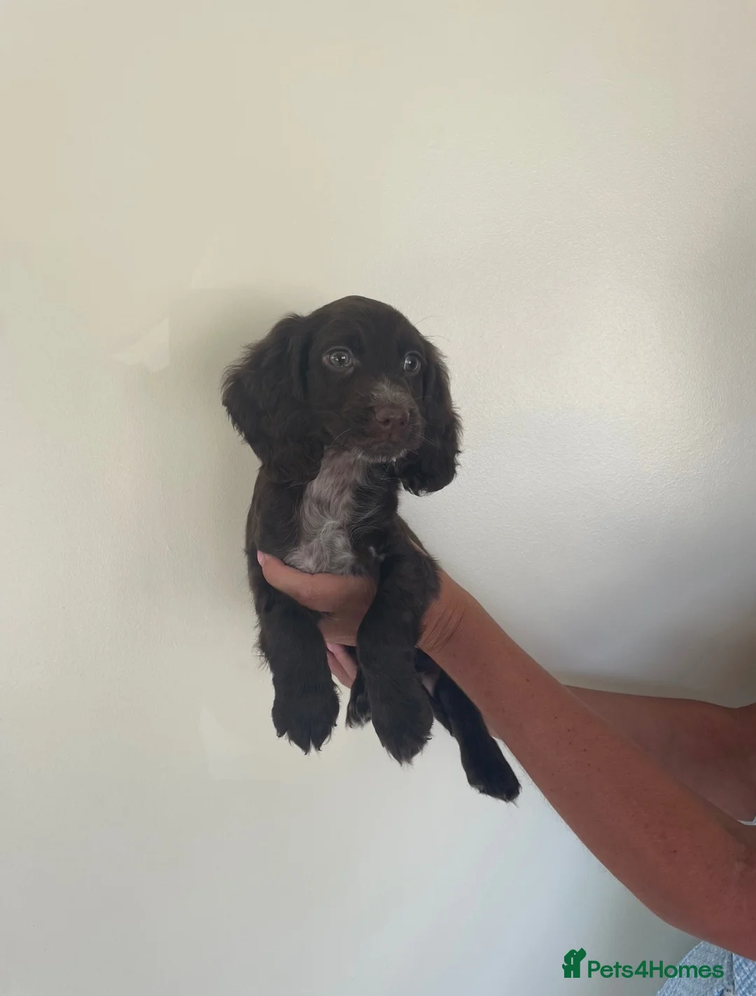 Cocker Spaniel dogs for sale: Beautiful show cocker spaniel puppies - Advert 2