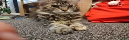 Maine Coon cats for sale: 5 x Maine Coon X kittens  - Advert 1