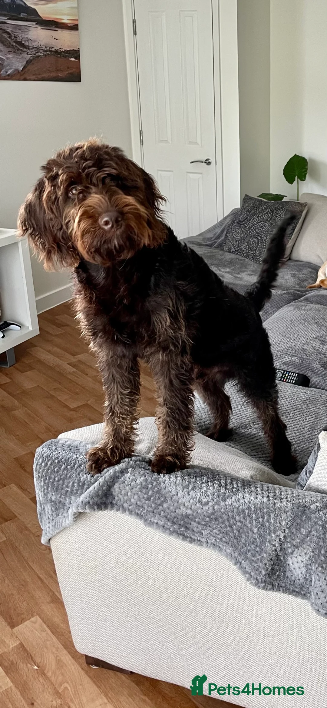 Labradoodle dogs for stud: F1 Labradoodle Stud - Proven in Maidstone - Advert 6