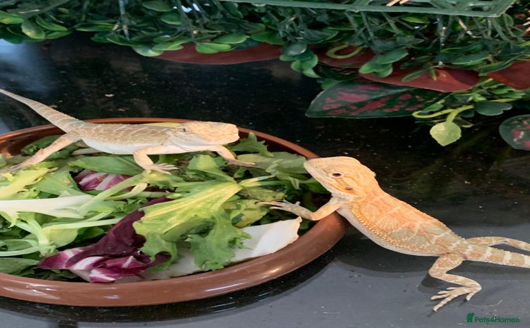 Bearded Dragon reptiles - Advert 1