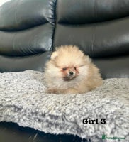 Pomeranian dogs - Advert 6