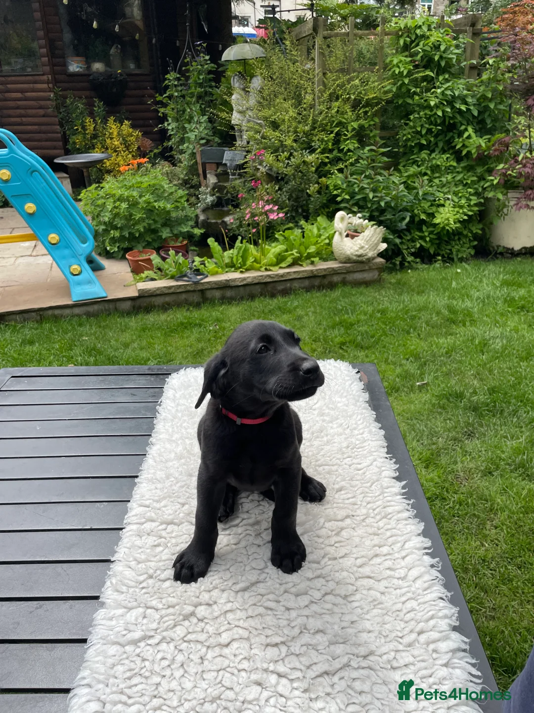 Labrador Retriever dogs for sale: Four little Labrador boys ready for their new home in Bury - Advert 2