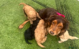 Cockapoo dogs for sale: Cocapoos f1  - Image 2