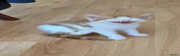 Mixed Breed cats for sale: 3 little males looking for a new home - Advert 5