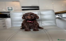 Cockapoo dogs for sale: *READY MONDAY* girls F1 CHOCOLATE DNA CLEAR  - Image 5