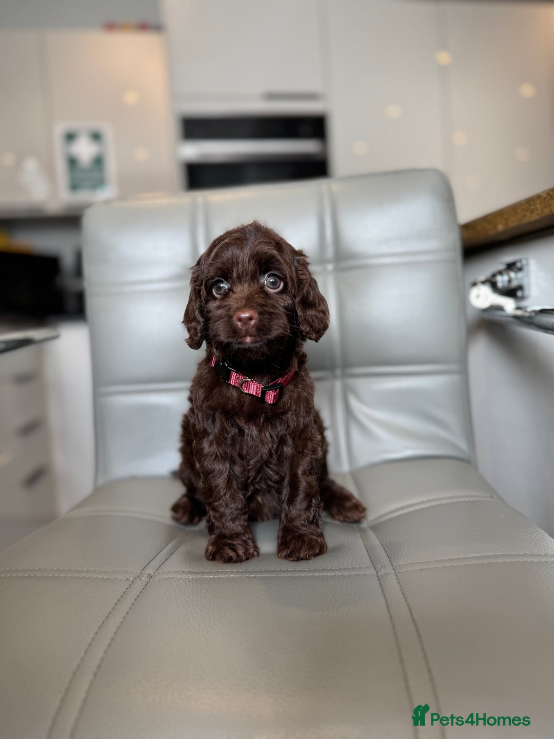 Cockapoo dogs for sale: *READY MONDAY* girls F1 CHOCOLATE DNA CLEAR  - Image 5