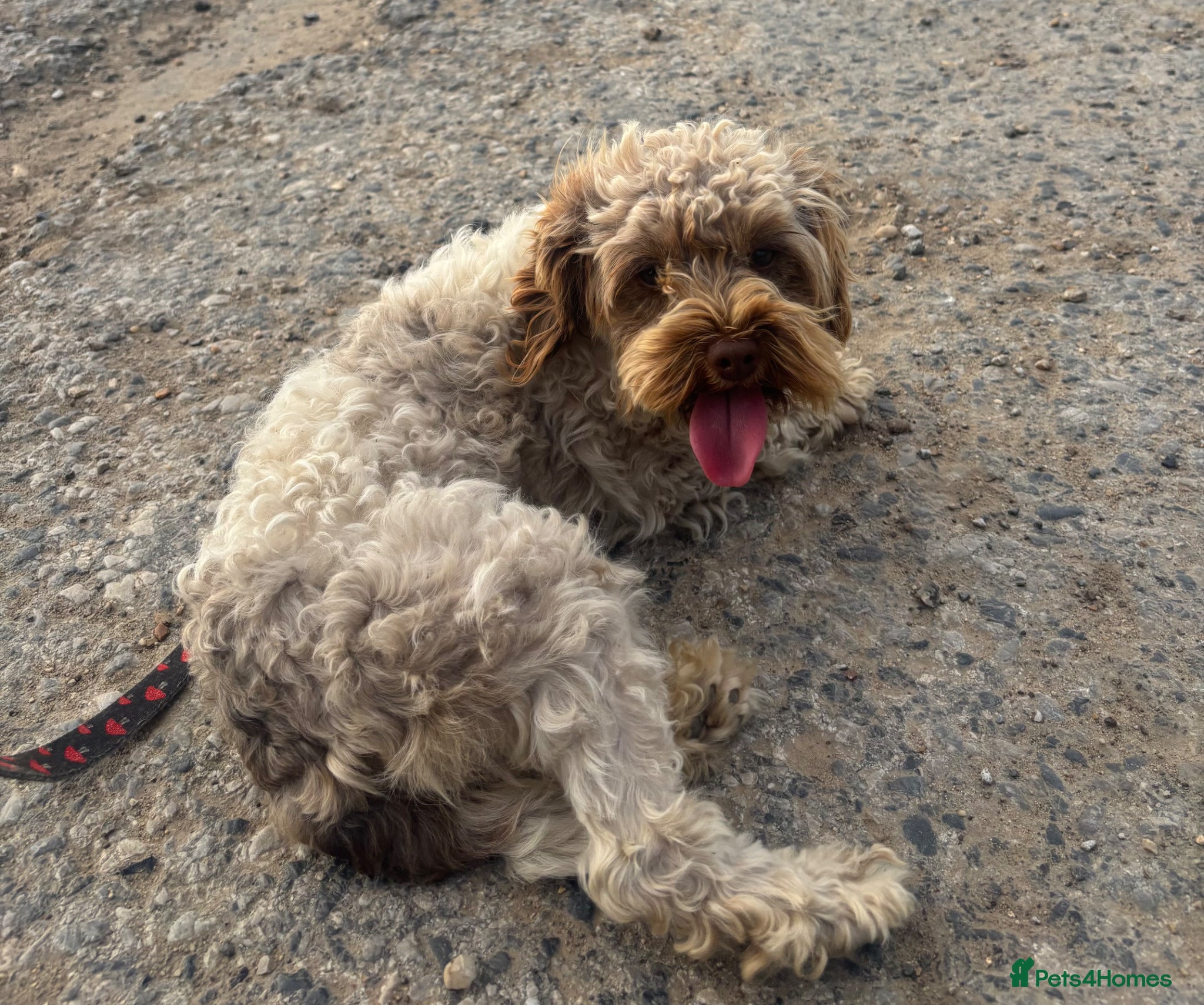 Cavapoo dogs Female adult Cavapoo 2 years old   - Advert 1