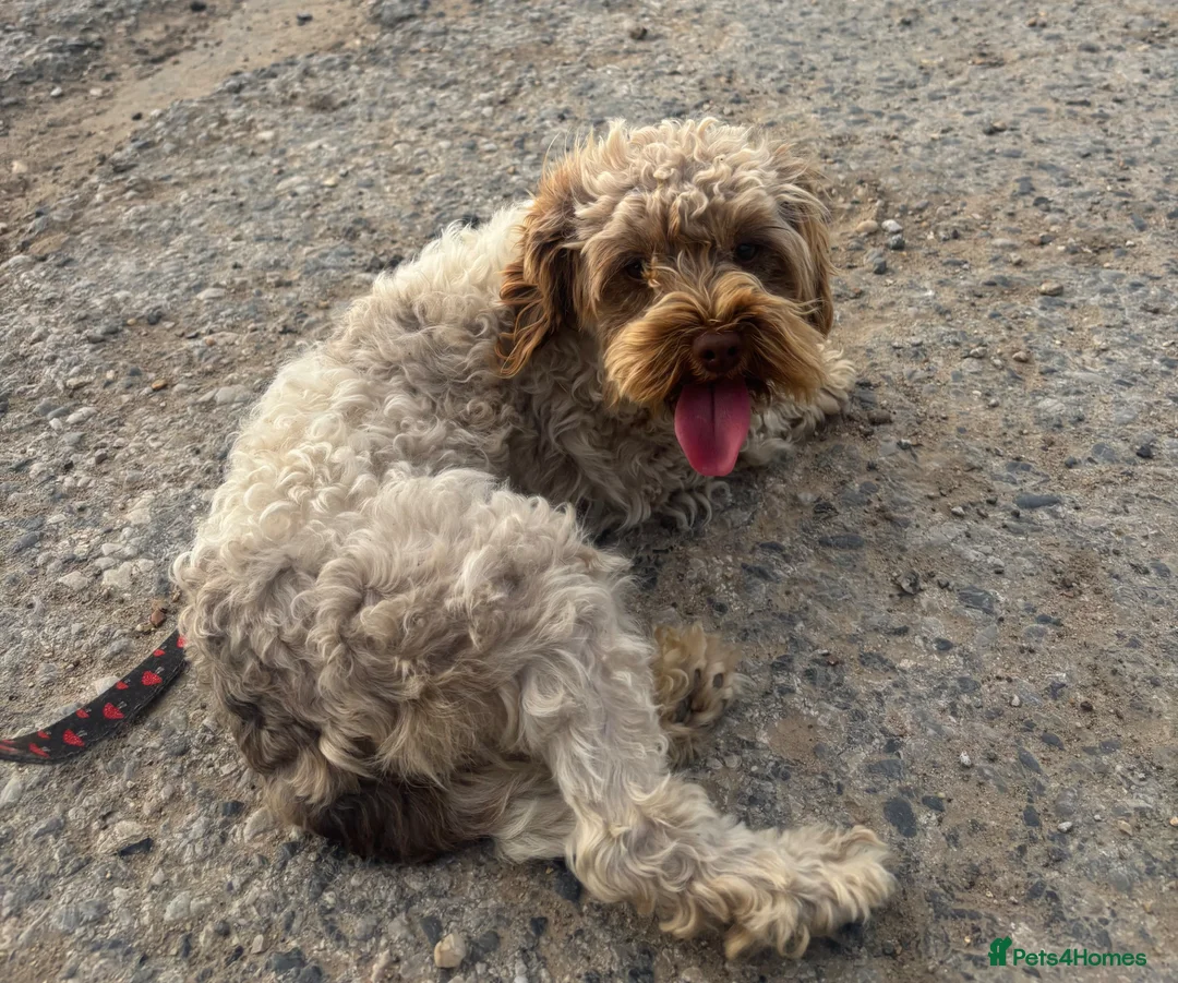 Cavapoo dogs for sale: Female adult Cavapoo 2 years old   in Great Yarmouth - Advert 1