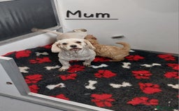 Cavachon dogs for sale: Cavapoochon’s boy and girl - Advert 9