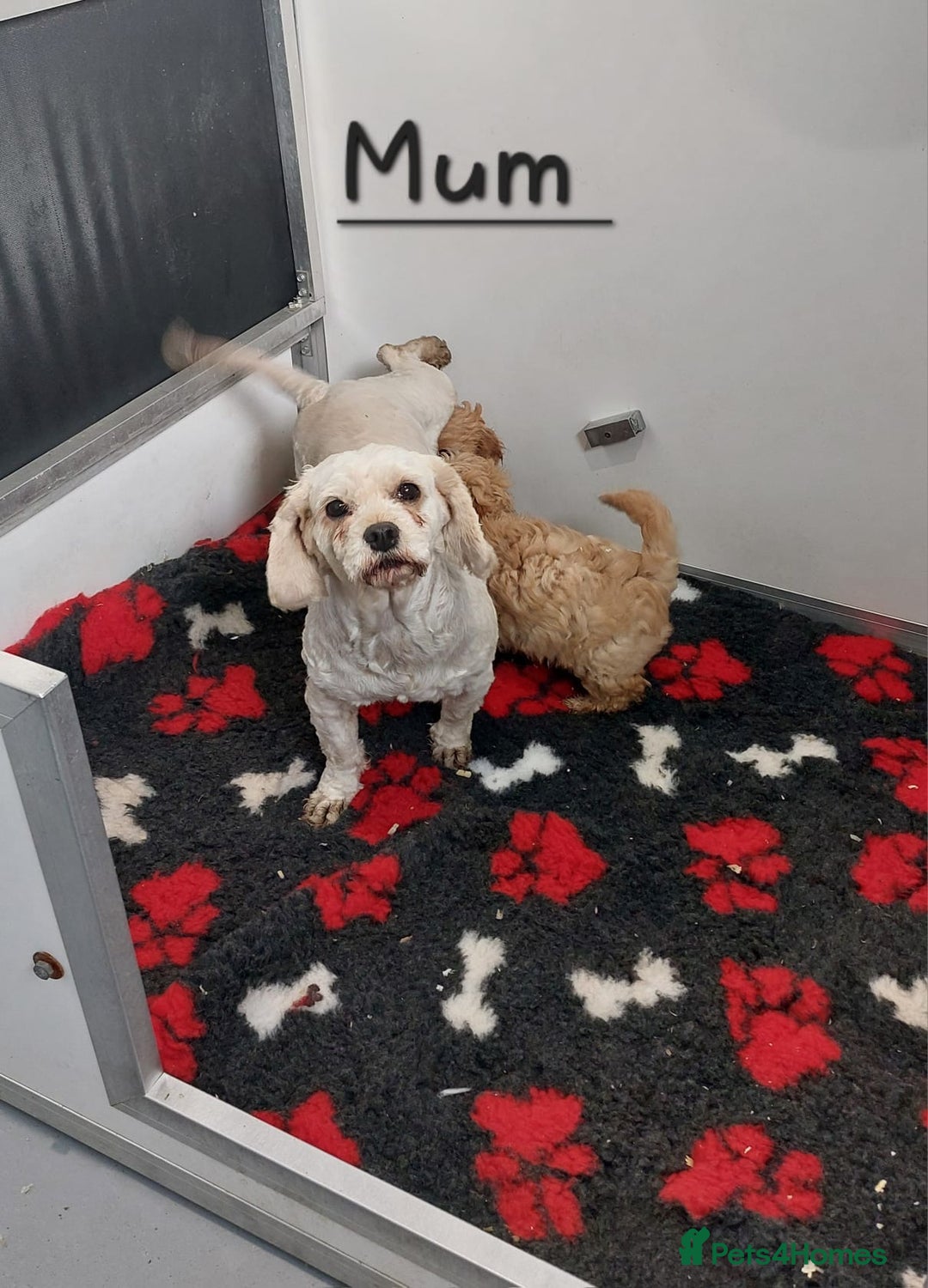 Cavachon dogs for sale: Cavapoochon’s boy and girl - Advert 9