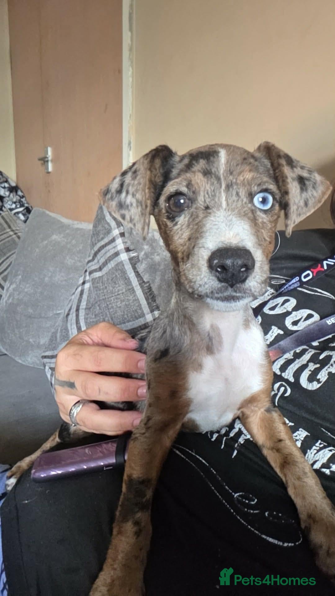 Mixed Breed dogs Female Merle Jack russel mixed breed - Advert 14