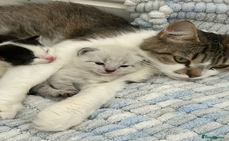 British Shorthair cats - Advert 1