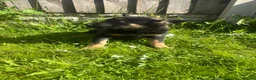 Mixed Breed dogs for sale: German Shepard malonis puppy’s  - Advert 7