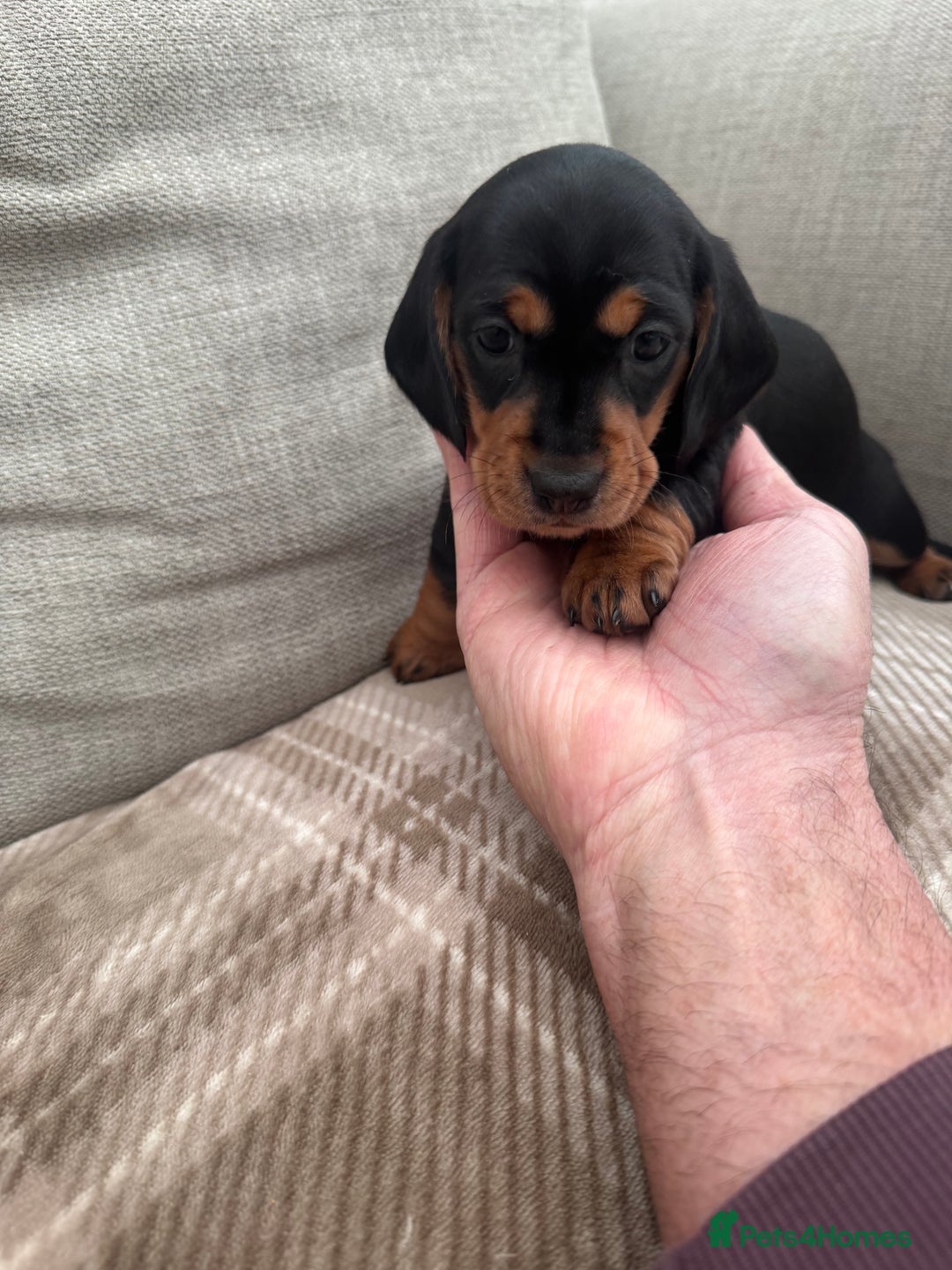 Miniature Dachshund dogs for sale: Stunning Black and Tan girls  - Advert 2