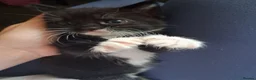 Mixed Breed cats for sale: Female tuxedo kitten needing loving home - Advert 6