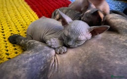 Sphynx cats for sale: 3 adorable Sphynx looking for their forever home  - Image 9