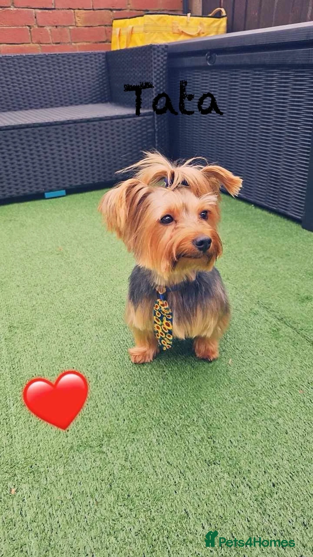 Yorkshire Terrier dogs for sale: Pappys🐶🐶🐶😍 - Advert 2