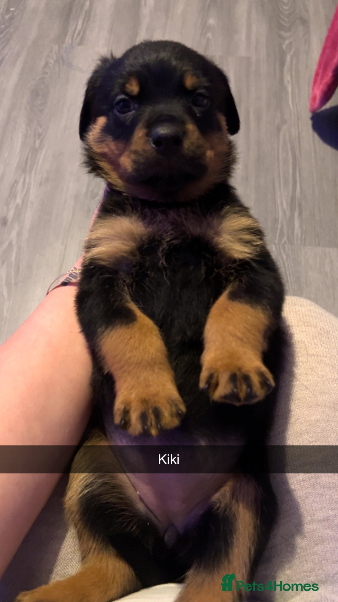 Rottweiler dogs for sale: ⭐ LAST THREE ROTTWEILER PUPPIES LEFT ⭐  - Advert 13