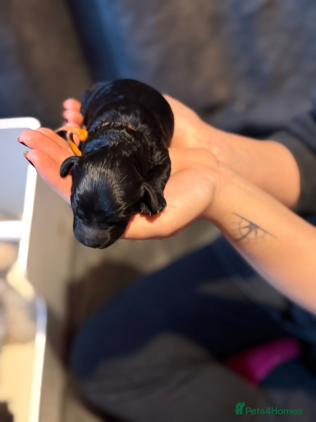 Cavapoo dogs for sale: F1b Health tested Phantom chocolate Merle Cavapoo - Advert 11