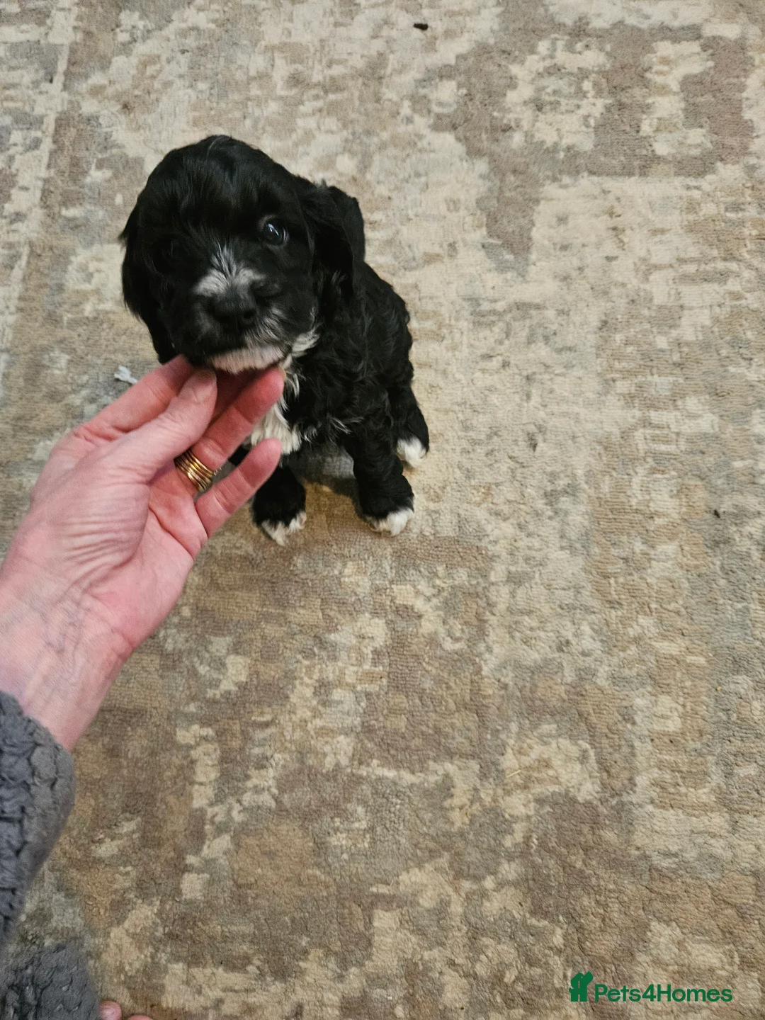 Mixed Breed dogs for sale: Bundles of love ❤️ and fun!! - Advert 2