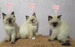 Ragdoll cats for sale: Ragdoll kittens, wonderful 3 Boys  - Image 9