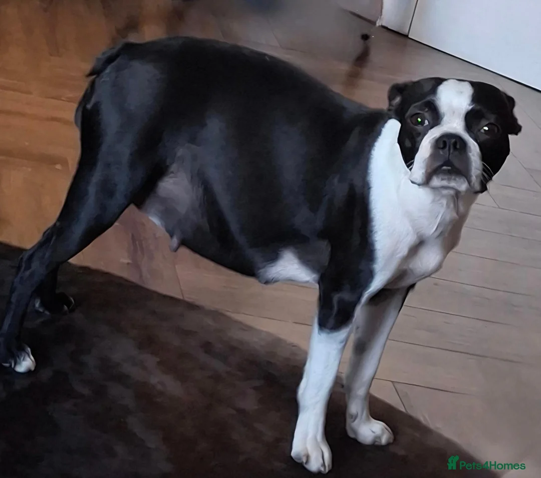 Boston Terrier dogs for sale: Boston Terrier Puppies - Advert 1