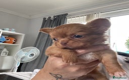 Chihuahua dogs for sale: Chihuahua Merle Puppies  - Image 10