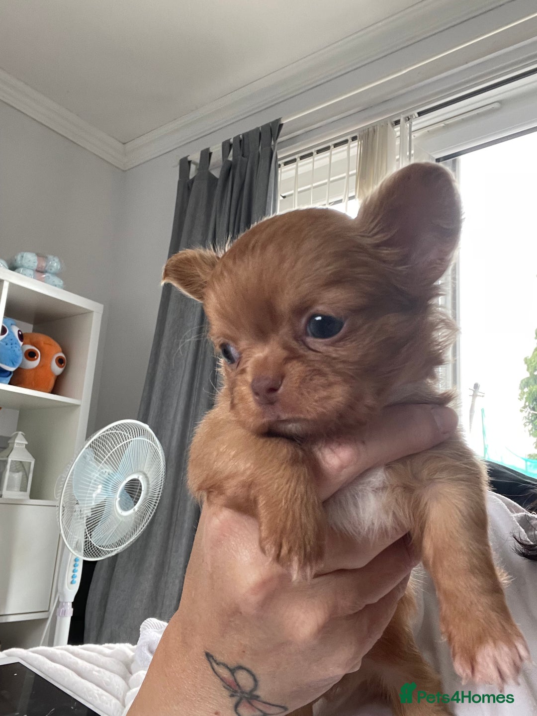 Chihuahua dogs for sale: Chihuahua Merle Puppies  - Image 10
