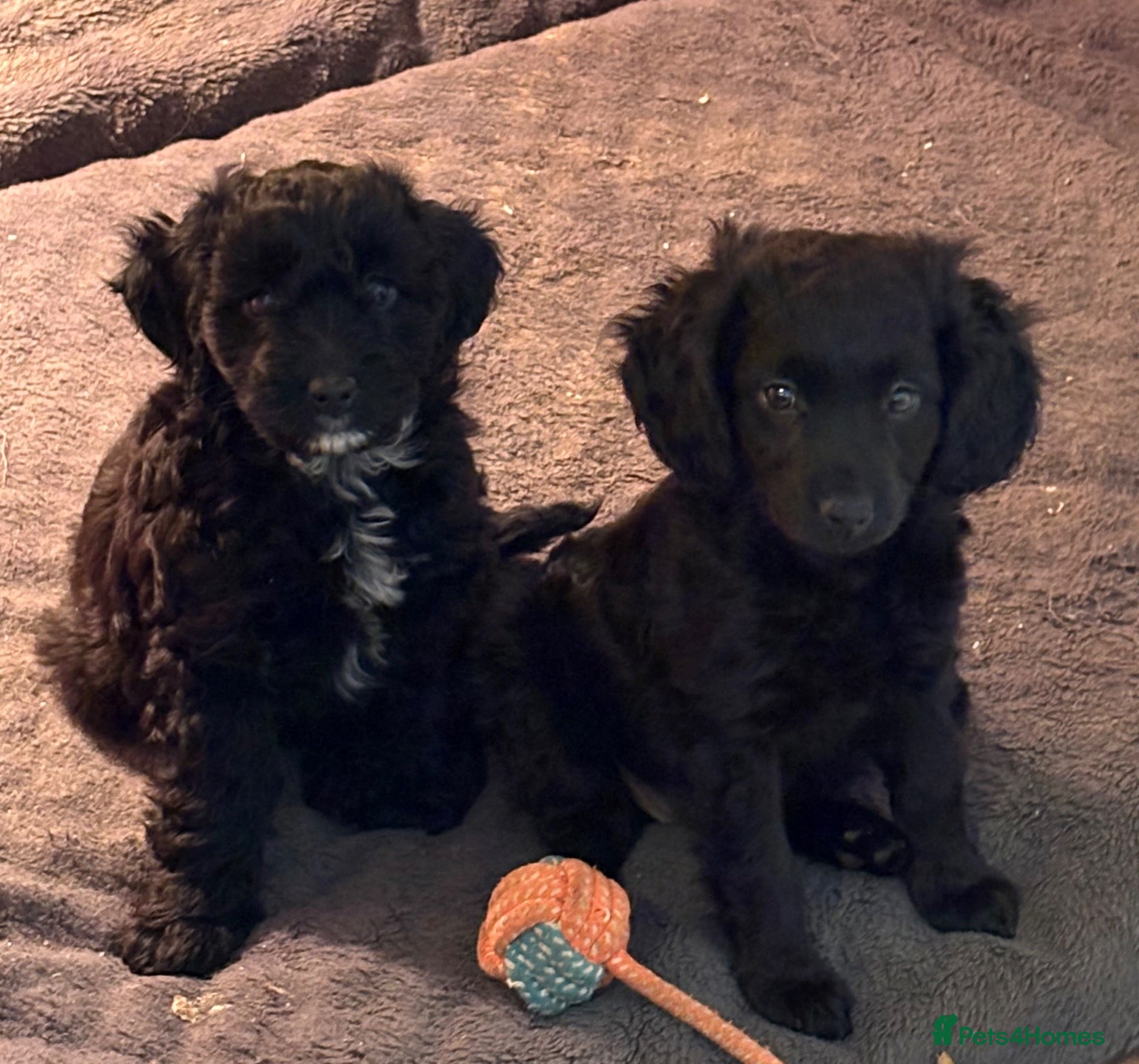 Cockapoo dogs Cockapoo puppies - Advert 11