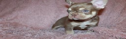 French Bulldog dogs for sale: ULTRA RARE - RAINBOW LITTER NON FLUFFY FRENCHIES - Advert 7