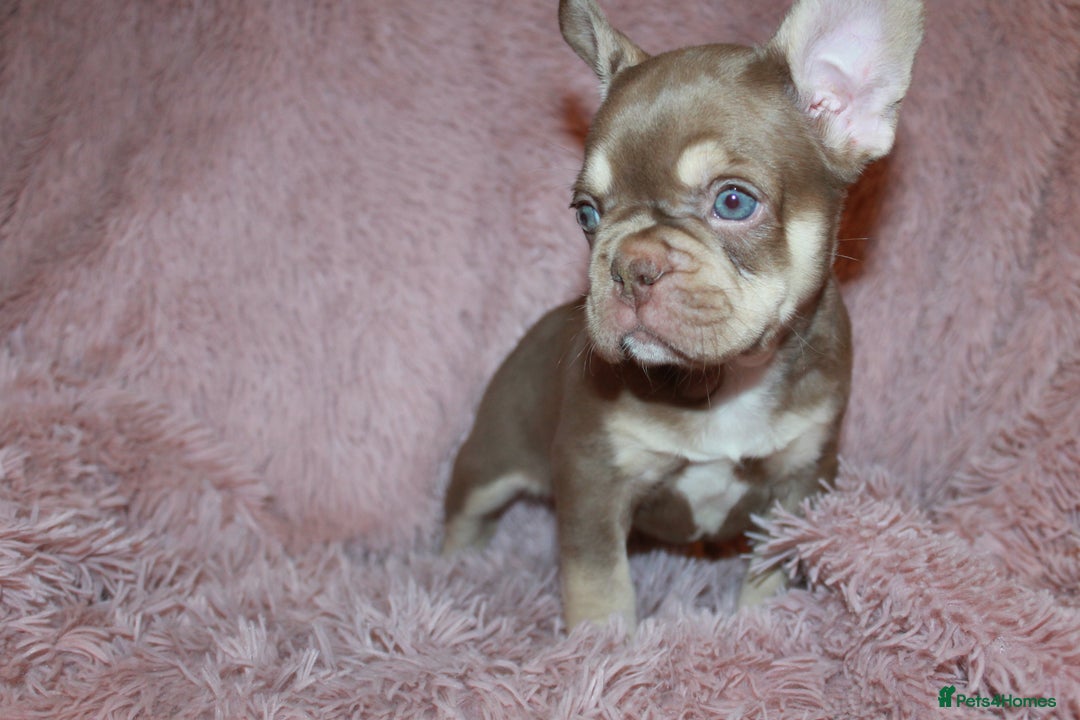 French Bulldog dogs for sale: ULTRA RARE - RAINBOW LITTER NON FLUFFY FRENCHIES - Advert 7