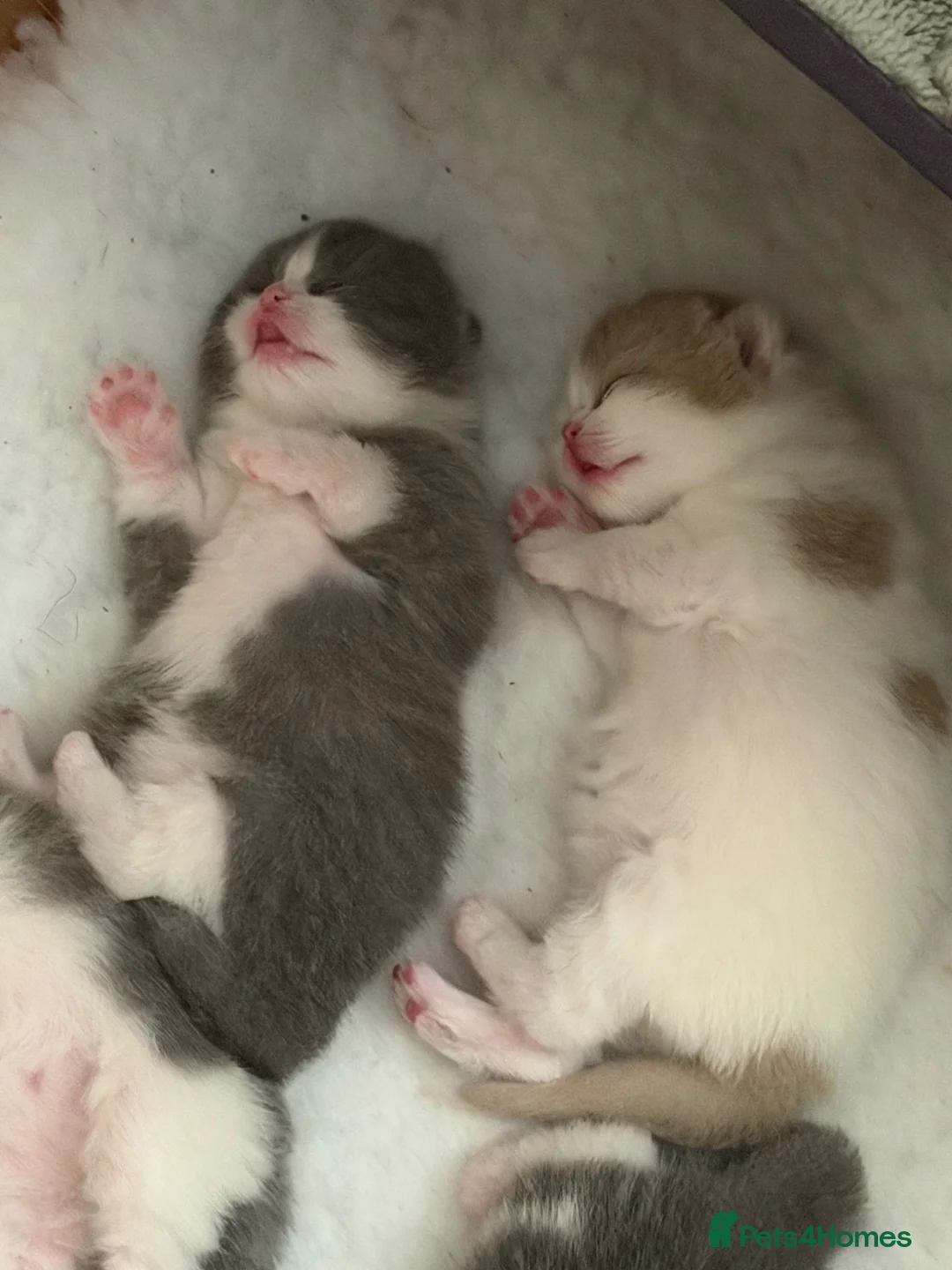 British Shorthair cats for sale: British ShortHair Kittens Father a Grand Champion  - Advert 1