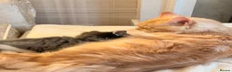 Mixed Breed cats for sale: Maine Coon X Ragdoll Kittens - Advert 7