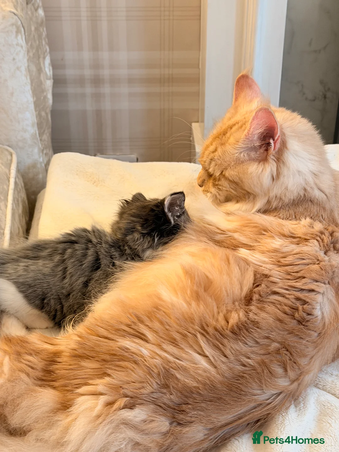 Mixed Breed cats for sale: Maine Coon X Ragdoll Kittens - Advert 7