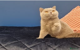 British Shorthair cats for stud: Amasing British Shorthair Lilac for stud - Image 17