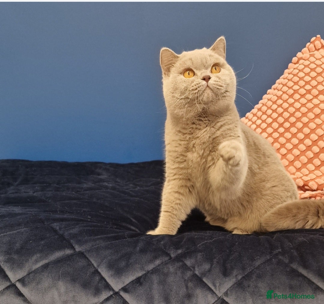 British Shorthair cats for stud: Amasing British Shorthair Lilac for stud - Image 17