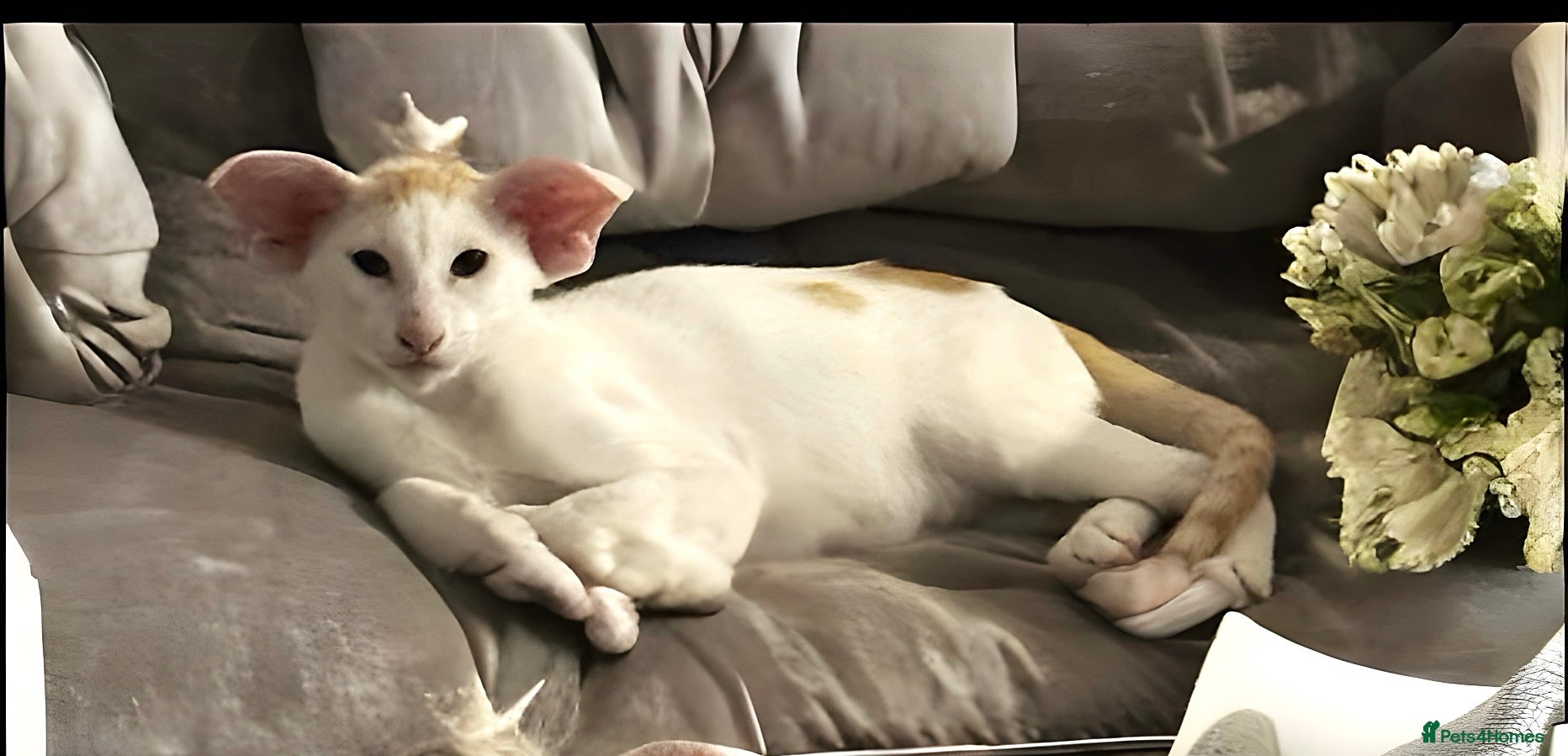 Oriental cats KimbaSilk Stud, Red & White in Witham - Advert 1