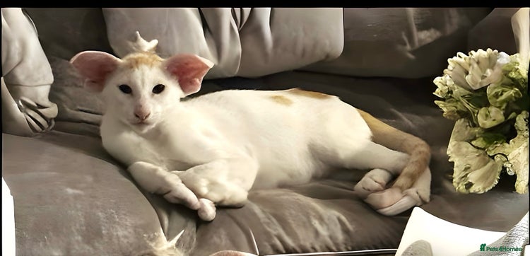 Oriental cats KimbaSilk Stud, Red & White in Witham - Advert 1