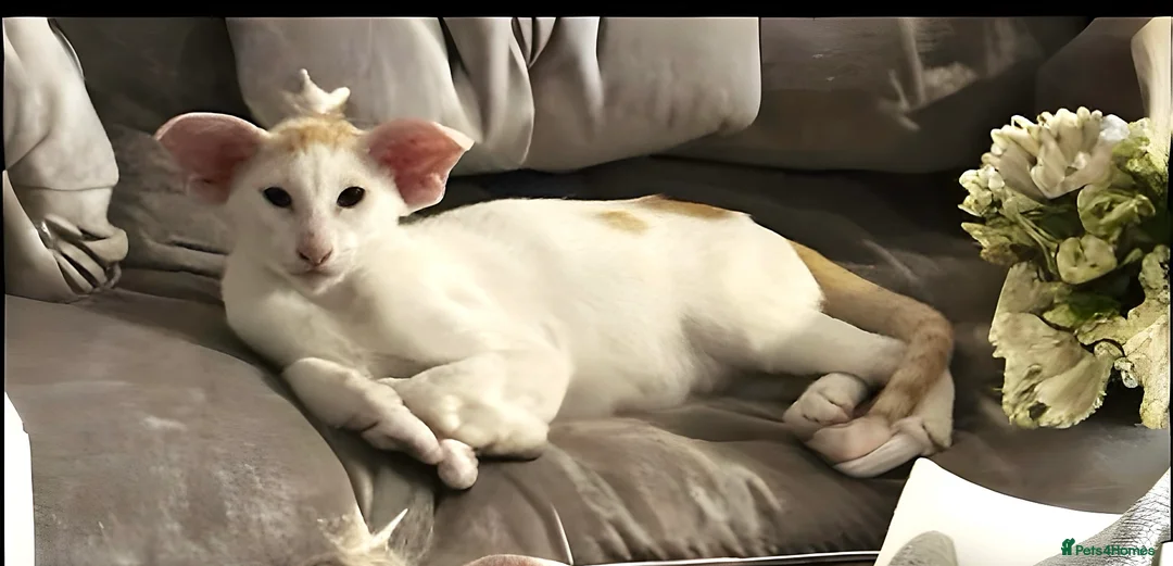 Oriental cats for stud: KimbaSilk Stud, Red & White in Witham - Advert 1