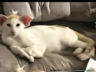 Oriental cats KimbaSilk Stud, Red & White - Advert 1