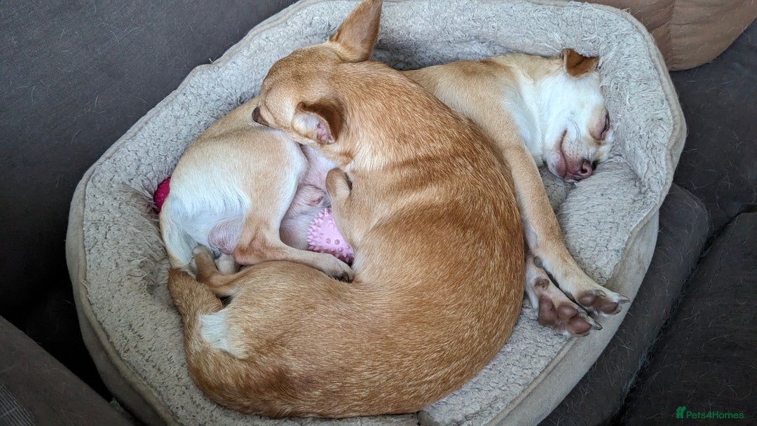 Chihuahua dogs for sale: 2 beautiful chihuahuas - Advert 4