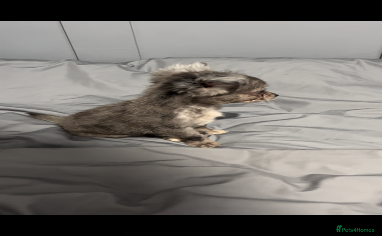 Mixed Breed dogs - Advert 1
