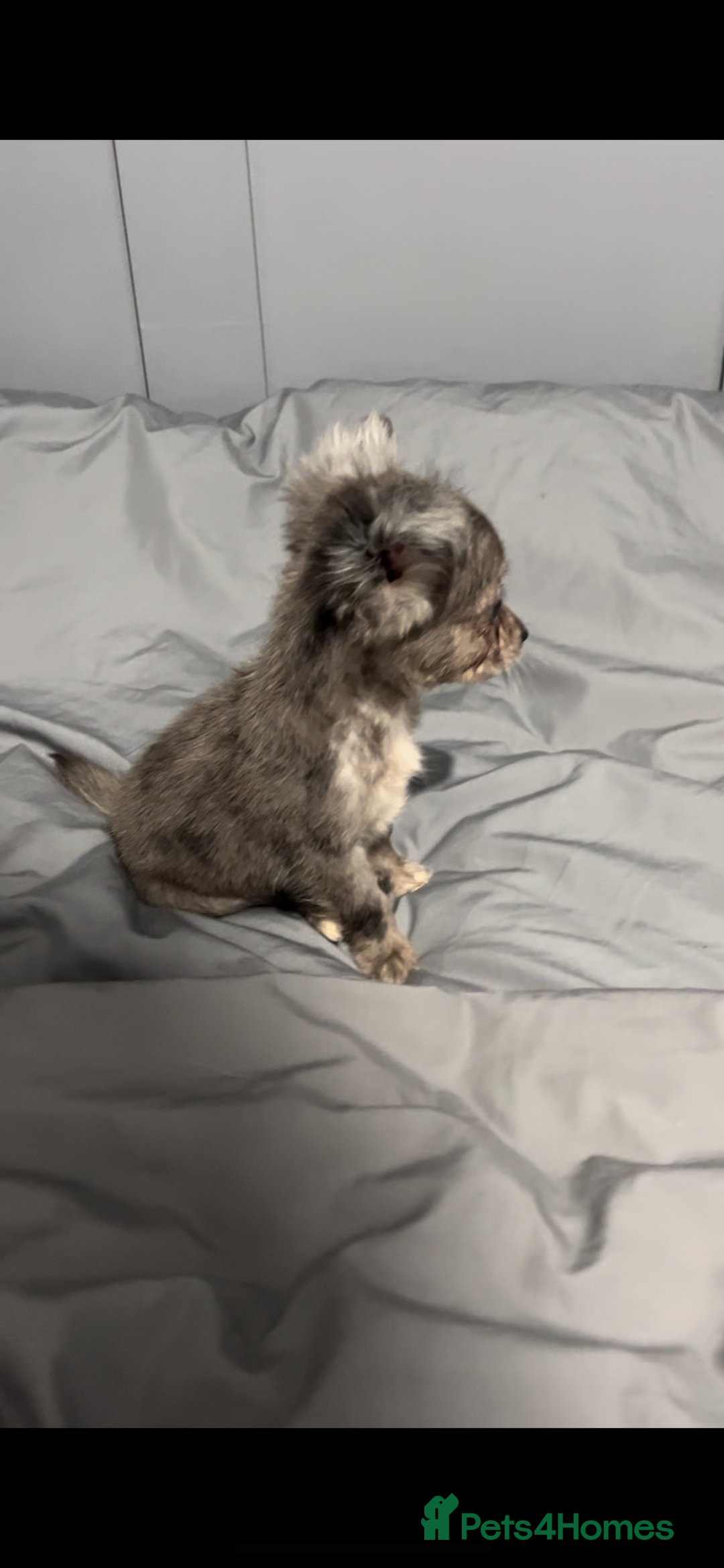 Mixed Breed dogs for sale: Gorgeous litter of Jack x chi pups  - Image 1