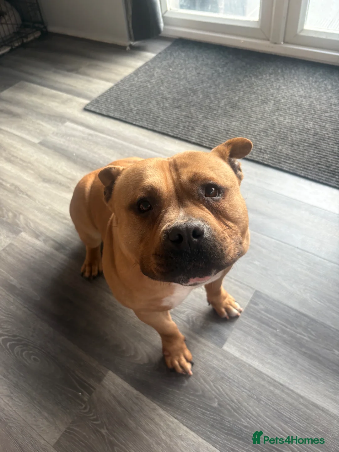 American Bully dogs for sale: Muscular American Pocket Bully  in Dagenham - Advert 2