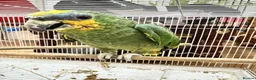Parrots birds for sale: Amazon parrot young female  - Advert 1