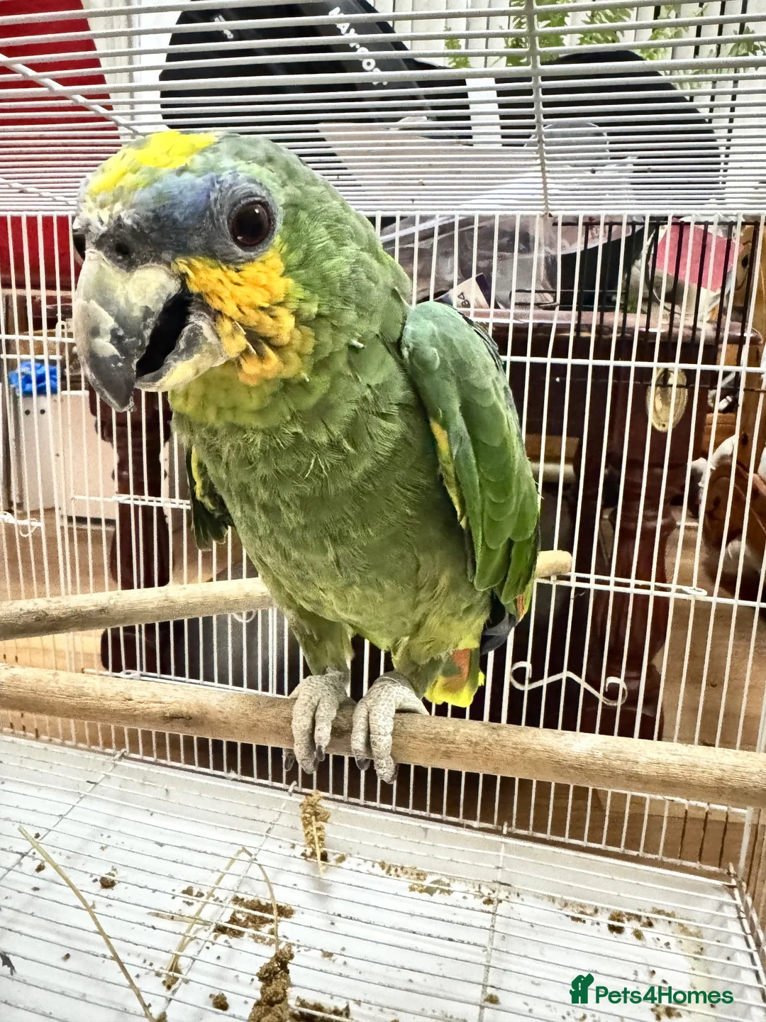 Parrots birds for sale: Amazon parrot young female  - Advert 1