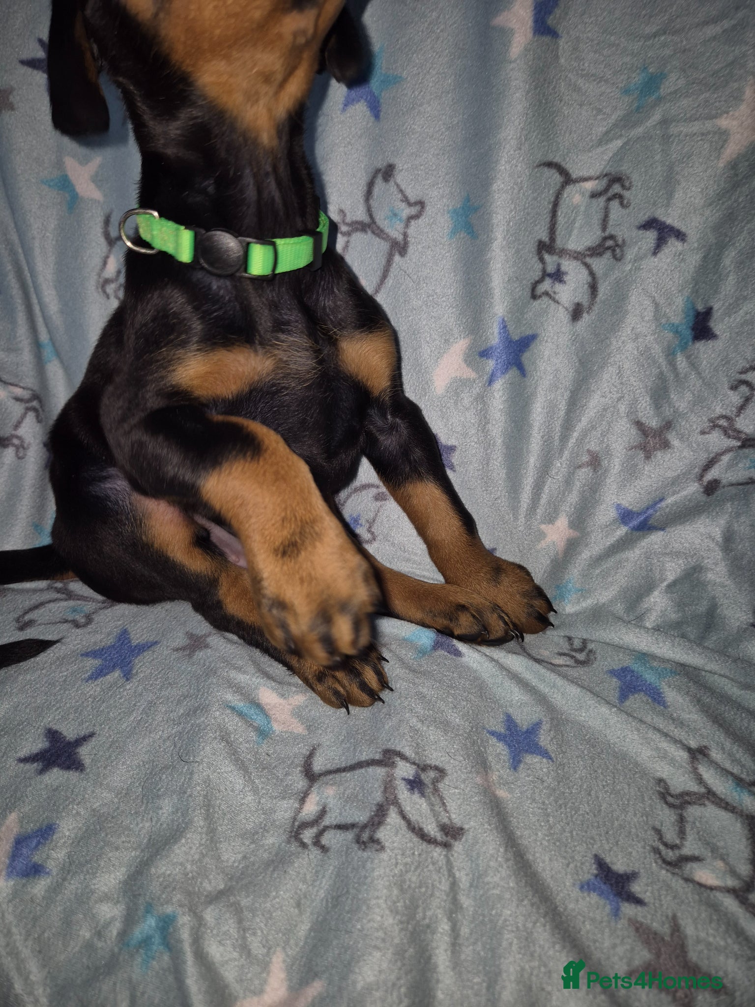 Dobermann dogs ⭐️⭐️⭐️⭐️⭐️ KC Reg European Dobermann puppies.  - Advert 4