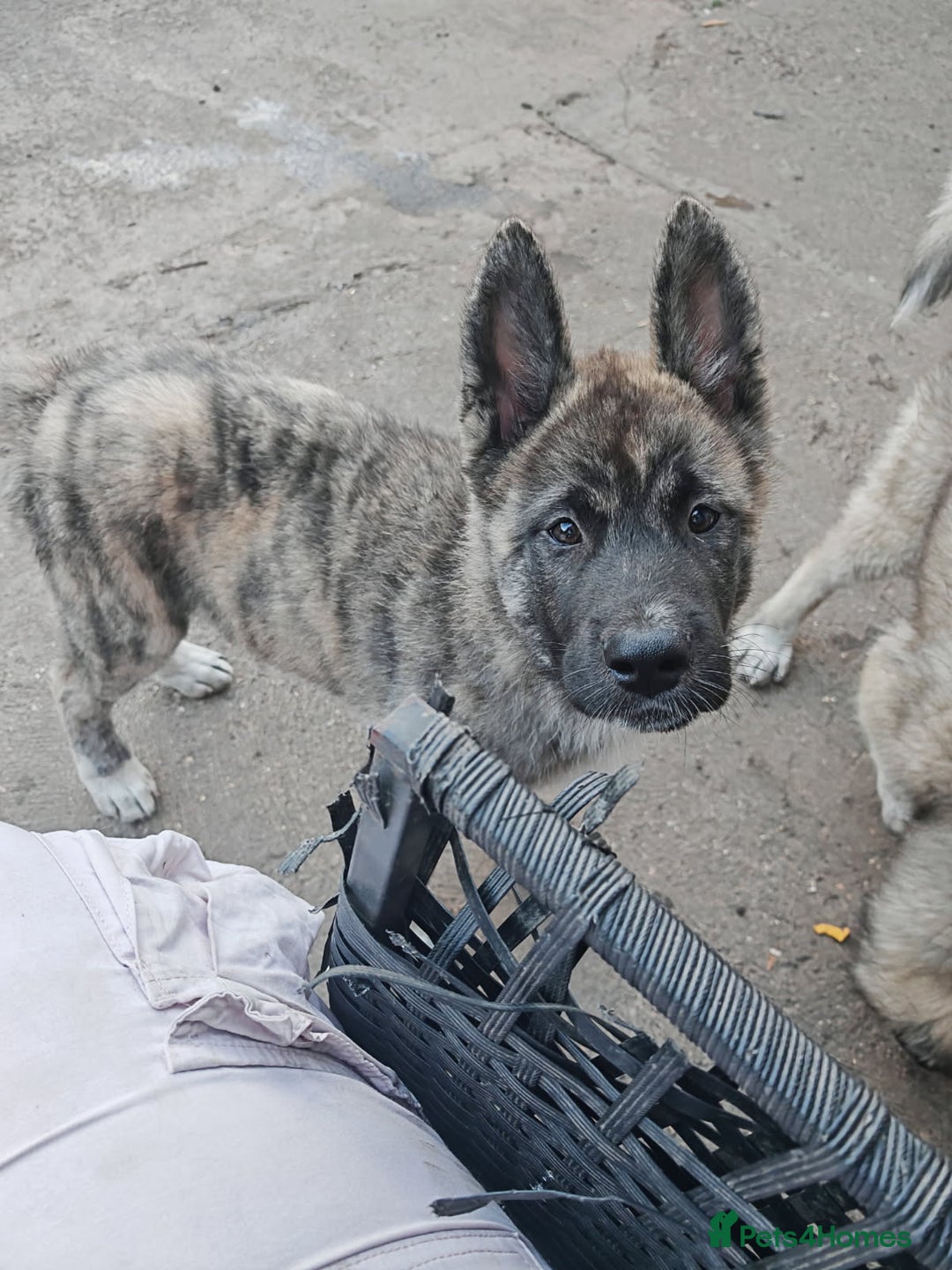 Akita dogs for sale: Akita puppy's ready now - Image 10
