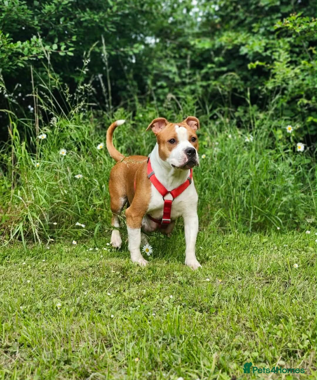 Staffordshire Bull Terrier dogs Staffordshire Bull terrier  - Advert 1